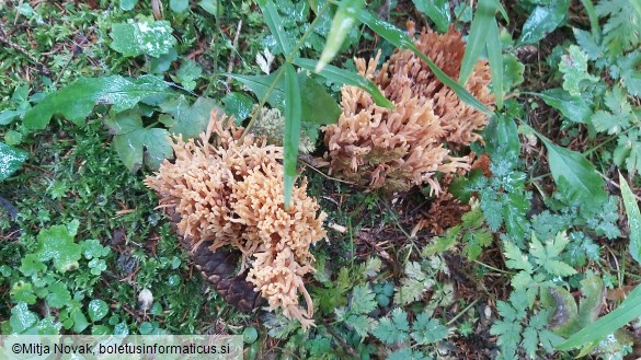 Ramaria largentii