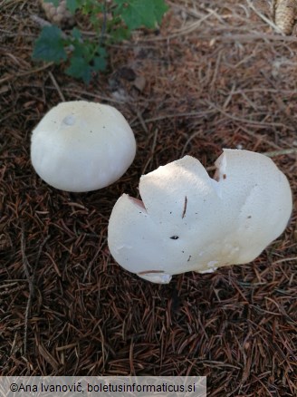 Agaricus arvensis