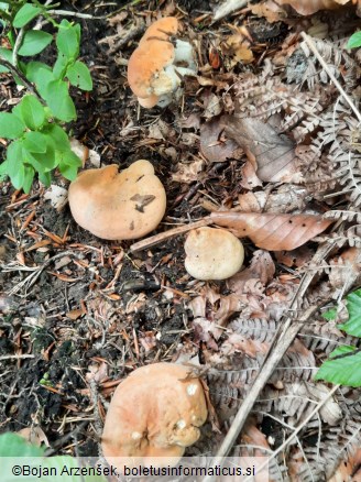 Hydnum repandum f. amarum