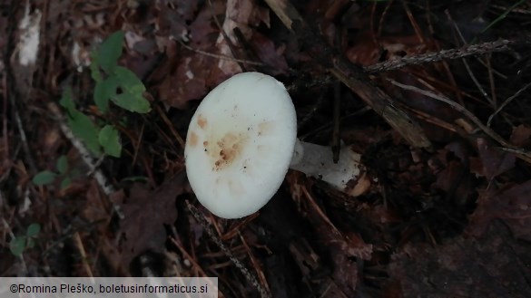 Amanita citrina