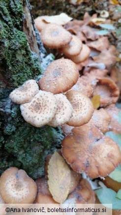 Armillaria ostoyae