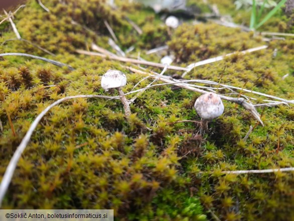 Tulostoma brumale