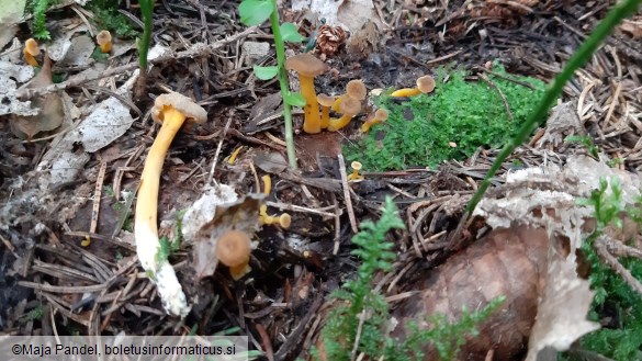 Craterellus lutescens