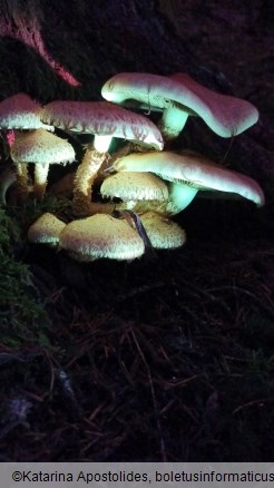 Pholiota squarrosa