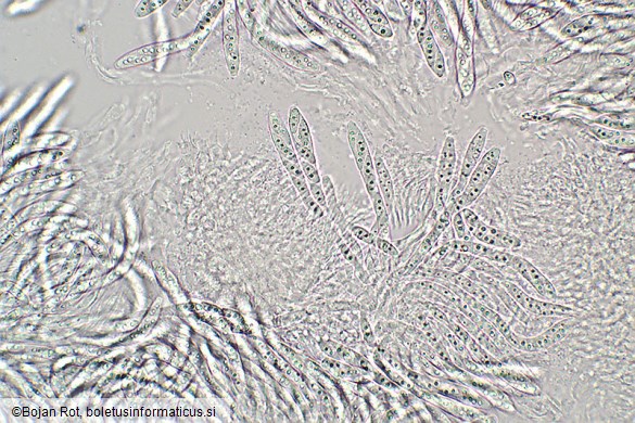 Neonectria punicea