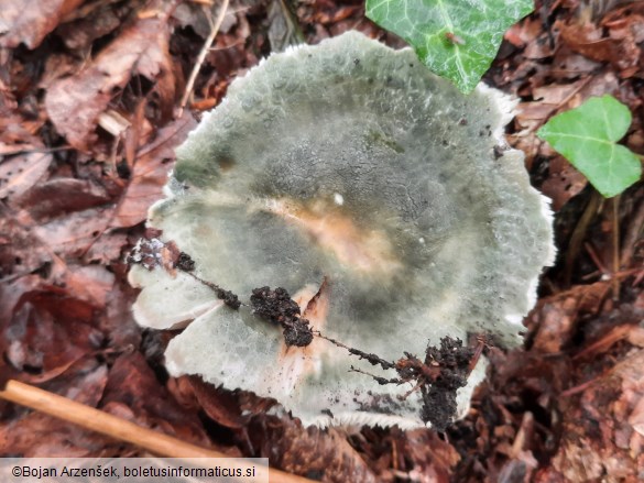 Russula virescens