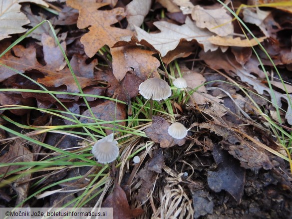 Mycena latifolia