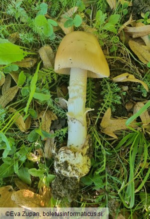 Amanita dryophila