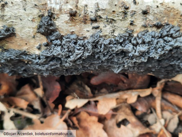 Exidia nigricans
