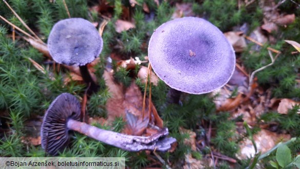 Cortinarius violaceus