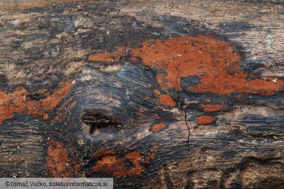 Hypomontagnella submonticulosa