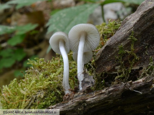 Mycena niveipes