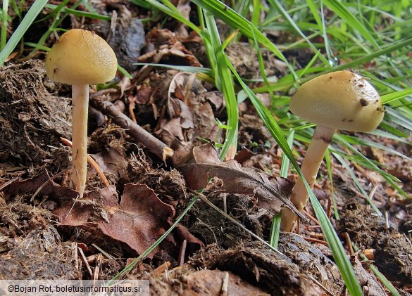Protostropharia semiglobata