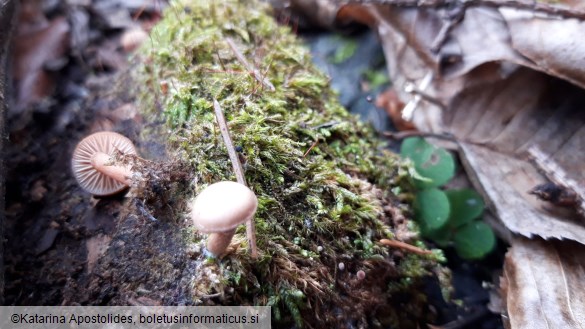 Tubaria furfuracea