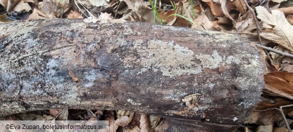 Botryobasidium conspersum