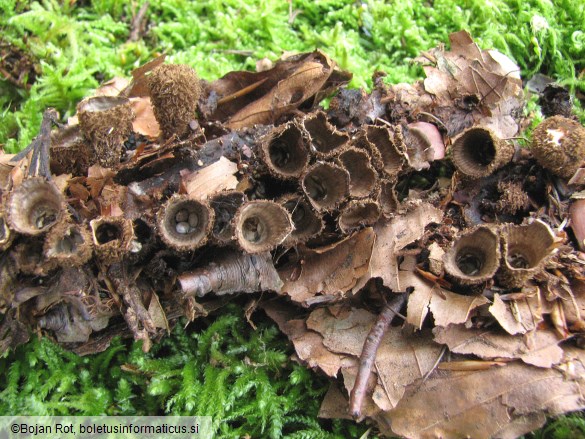 Cyathus striatus