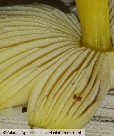 Pluteus vellingae