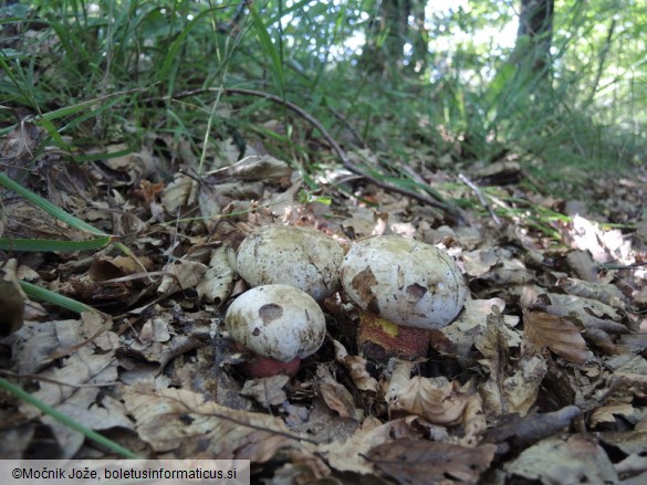 Rubroboletus rhodoxanthus