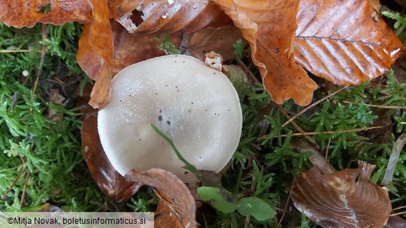 Hygrophorus agathosmus