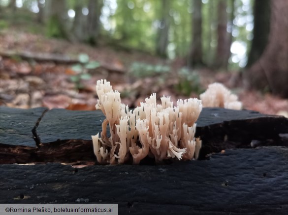 Artomyces pyxidatus