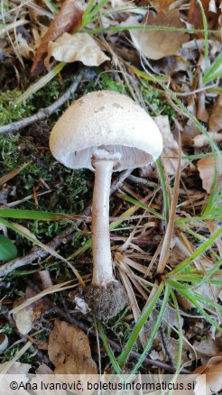 Macrolepiota permixta