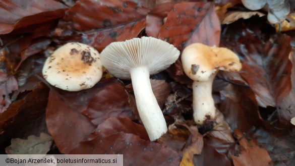 Russula fellea