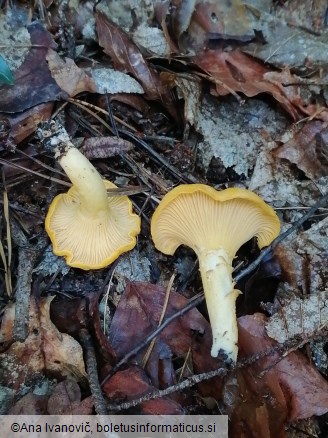 Cantharellus cibarius