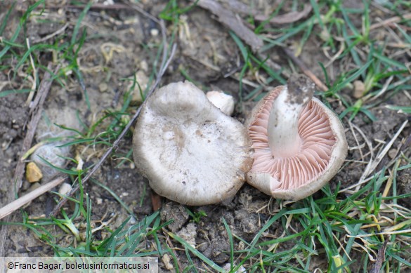 Entoloma saundersii