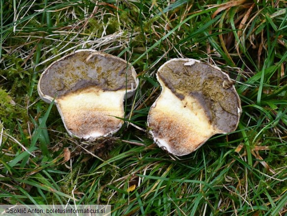 Lycoperdon pratense