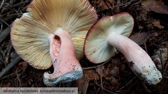 Russula olivacea