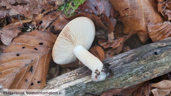 Lactarius chrysorrheus