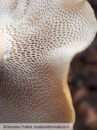 Lentinus brumalis