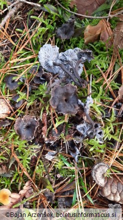 Cantharellus cinereus