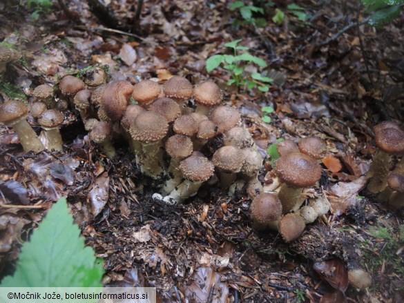 Armillaria ostoyae