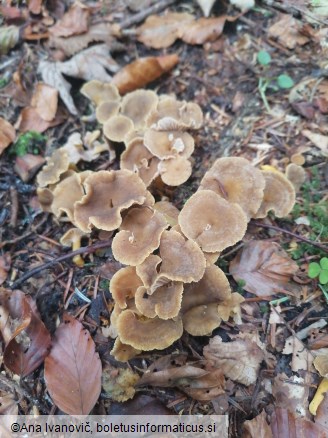 Cantharellus tubaeformis