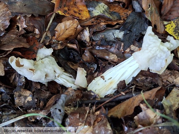 Helvella crispa