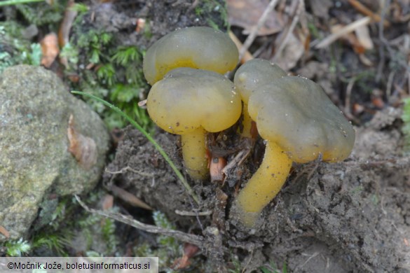 Leotia lubrica