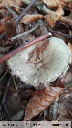 Lactarius blennius