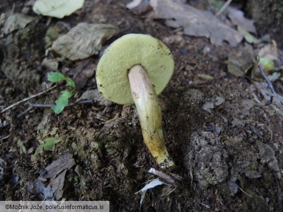 Hortiboletus engelii