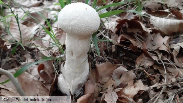 Calvatia excipuliformis