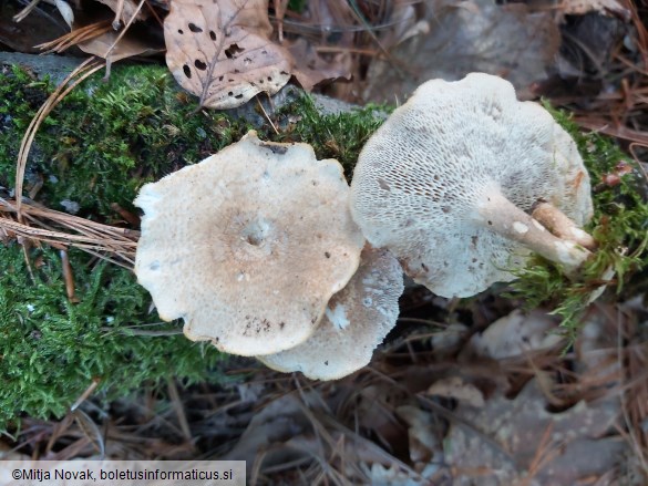 Lentinus arcularius