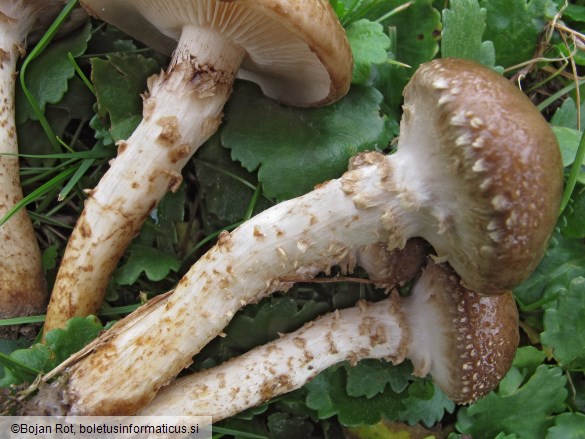 Pholiota gummosa