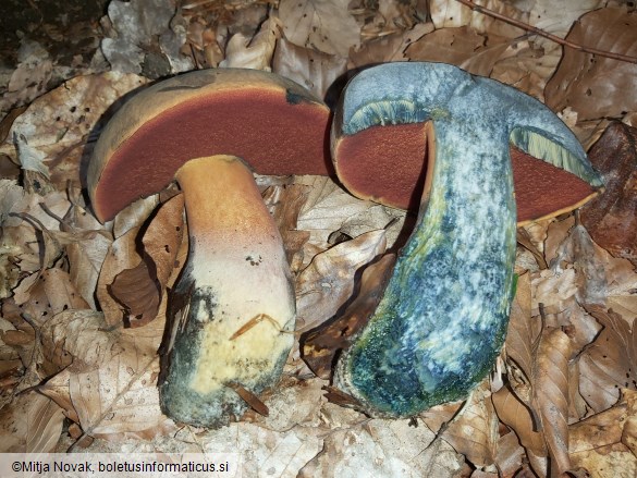 Neoboletus xanthopus