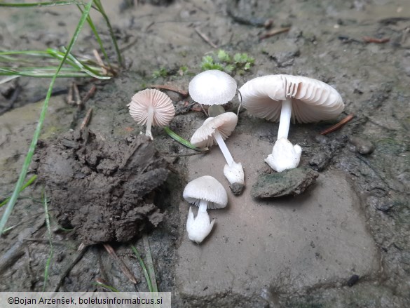 Volvariella pusilla