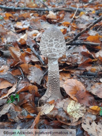 Macrolepiota procera