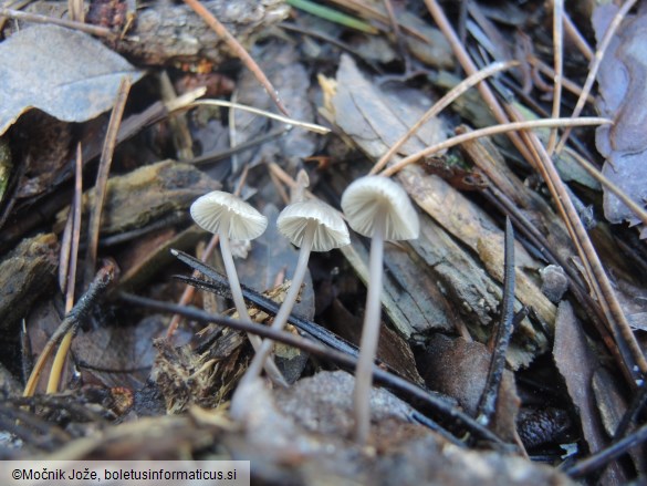 Mycena galopus