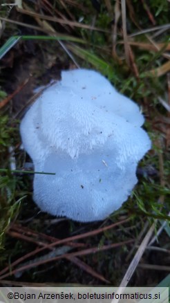 Pseudohydnum gelatinosum