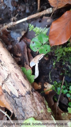 Helvella elastica