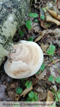 Fomitopsis betulina