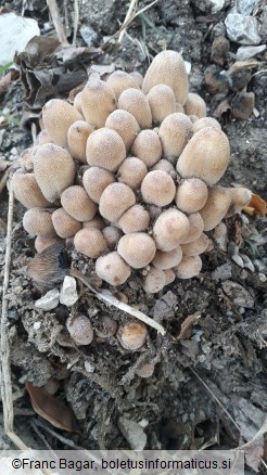 Coprinellus disseminatus